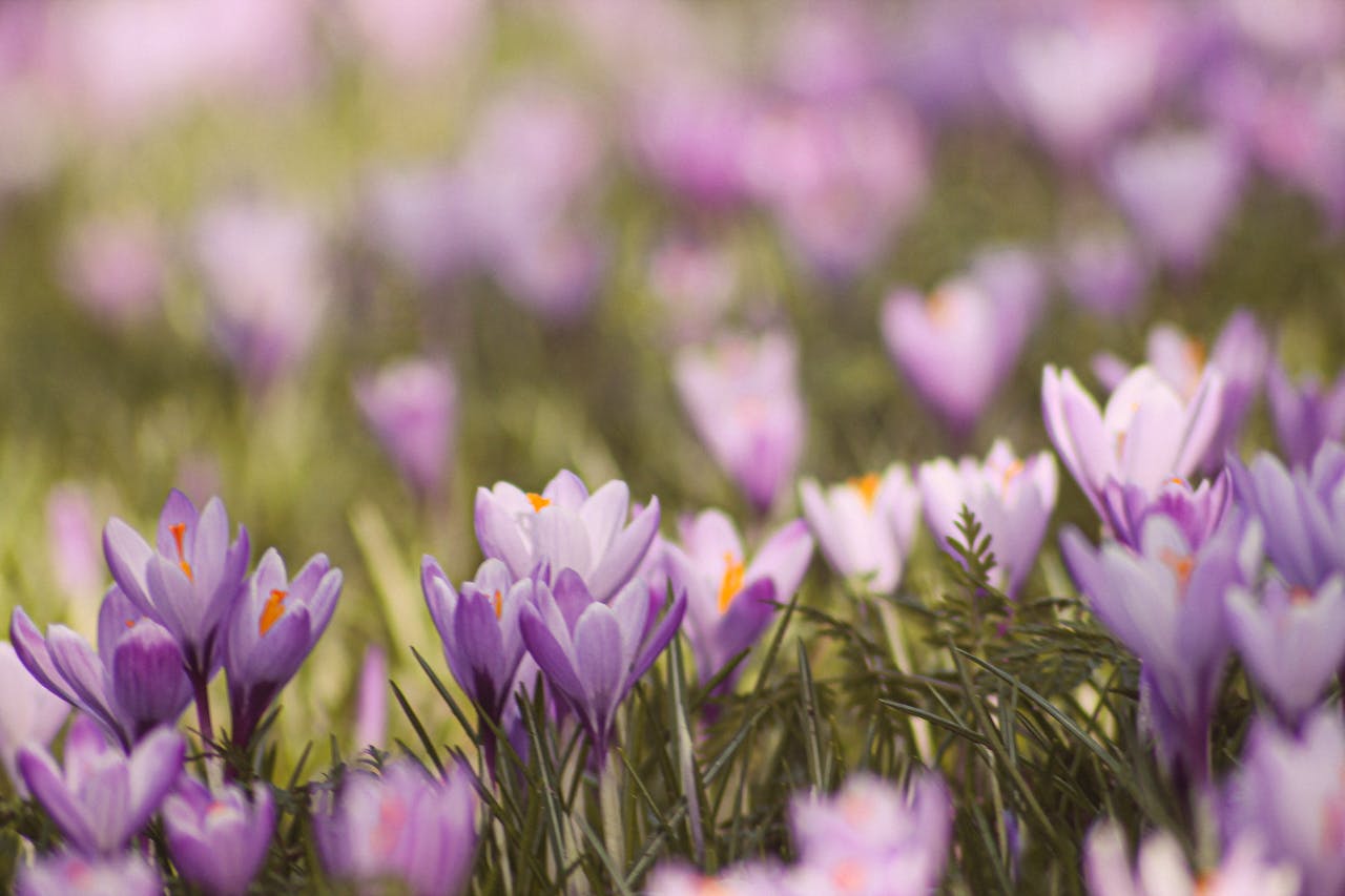 Quick Prayer Ideas for April 2024: Embracing Spring’s Renewal