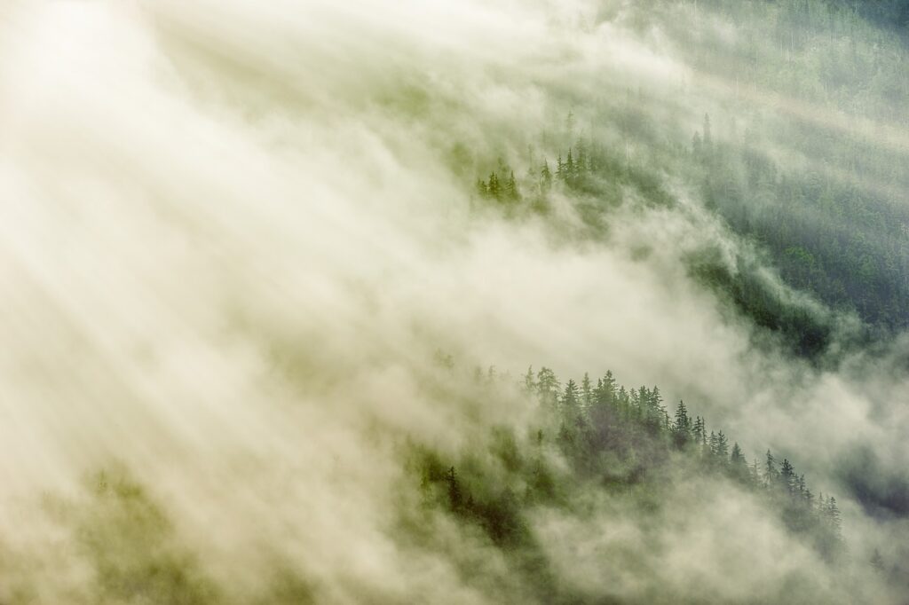 forest, fog, shine-5035798.jpg